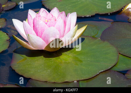 Nymphaea 'Mrs' Richmond dans le Bassin aux nymphéas Bassin aux nymphéas entouré de nénuphars. Nymphaea 'Mrs' Richmond dans le Bassin aux nymphéas Bassin aux nymphéas entouré de nénuphars.