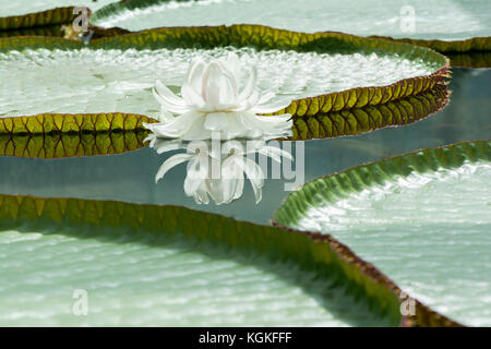 Seule Victoria Amazonica - amazon avec d'énormes NÉNUPHAR nénuphar sur un étang reflétant elle-même et ses environs dans l'eau. Banque D'Images