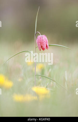 Tête du serpent fritillaries (fritillaria meleagris), Hesse, Allemagne Banque D'Images