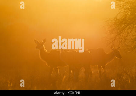Le grand koudou (Tragelaphus strepsiceros), de femmes dans la lumière du matin, le lever du soleil, désert du Kalahari Banque D'Images
