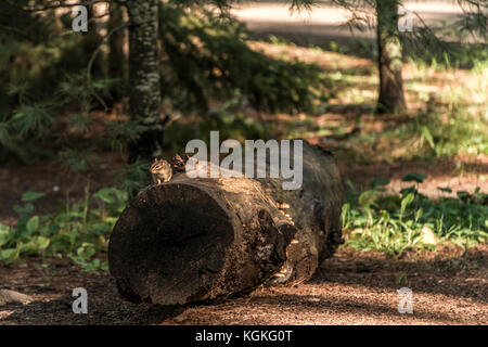 Mignon petit chipmunk treestump assis sur un arbre tombé à l'automne dans le parc national Algonquin ontario canada Banque D'Images