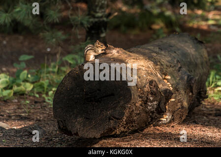 Mignon petit chipmunk treestump assis sur un arbre tombé à l'automne dans le parc national Algonquin ontario canada Banque D'Images