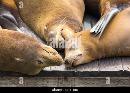 L'otarie de Californie (Zalophus californianus) dormir sur la jetée en bois, Pier 39, San Francisco, California, USA Banque D'Images