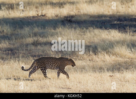 Leopard (Panthera pardus), homme d'itinérance, Désert du Kalahari, Kgalagadi Transfrontier Park, Afrique du Sud Banque D'Images