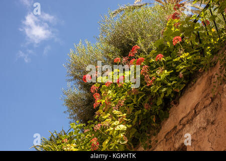 De plus en plus orange géraniums sur mur de pierre dans le jardin typique de Majorque Banque D'Images