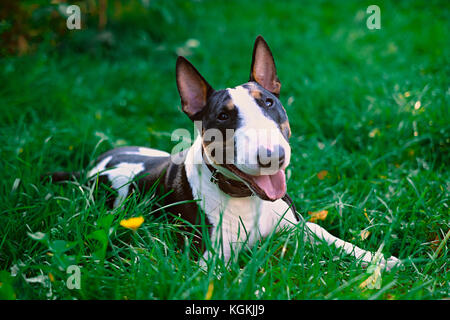 Smiling English bull terrier puppy dog portrait sur une herbe verte sur une journée ensoleillée. Banque D'Images