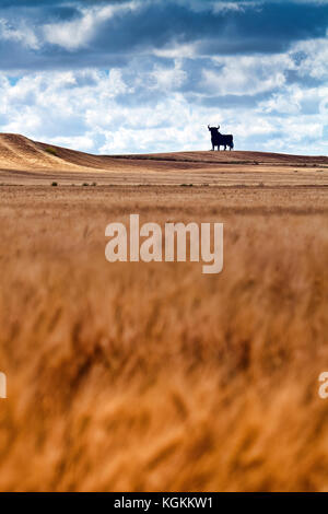 Taureau Osborne sur un champ de blé mature, tir à longue exposition, Castilleja del Campo, Séville, Espagne. Le taureau Osborne est un silh noir de 14 mètres (46 pieds) de haut Banque D'Images