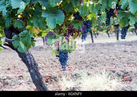 Aoc Monbazillac et Bergerac, raisins des vignobles de la région de la rivière Dordogne. Banque D'Images