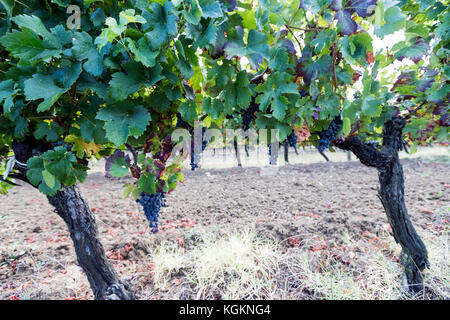 Aoc Monbazillac et Bergerac, raisins des vignobles de la région de la rivière Dordogne. Banque D'Images