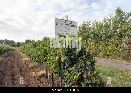Domaine de montlong, aoc Monbazillac et Bergerac, raisins des vignobles de la région de la rivière Dordogne. Banque D'Images