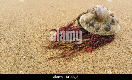 Coquille de palourdes avec des barnacles et des algues. Banque D'Images