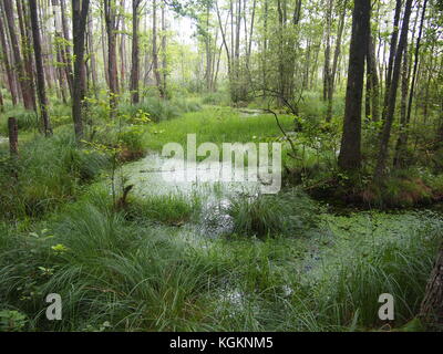 Parc national de Belovezhskaya Pushcha (République du Bélarus) Banque D'Images