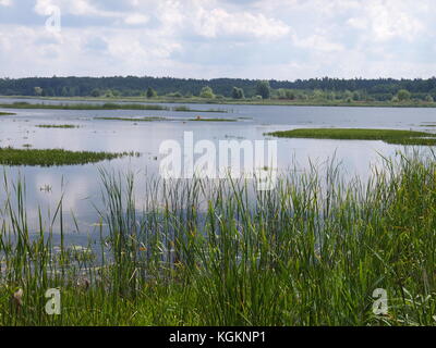 Parc national de Belovezhskaya Pushcha (République du Bélarus) Banque D'Images