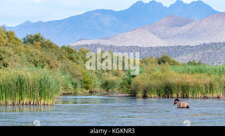Un cheval sauvage à la rivière salt en Arizona Banque D'Images