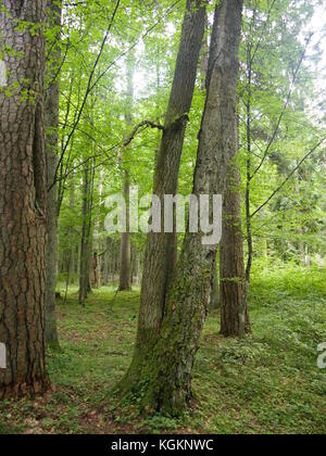 Parc national de Belovezhskaya Pushcha (République du Bélarus) Banque D'Images