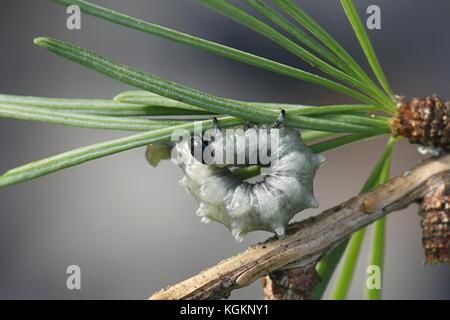 La tenthrède du mélèze, Pristiphora erichsonii, ravageur important des mélèzes Banque D'Images