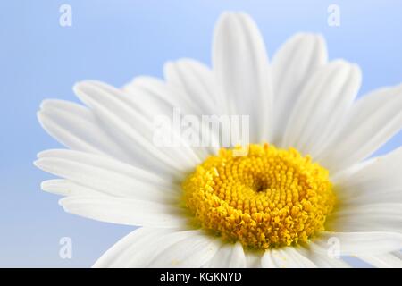 Oxeye daisy sur fond bleu clair Banque D'Images