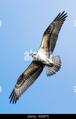 Osprey en vol sur fond de ciel bleu Banque D'Images