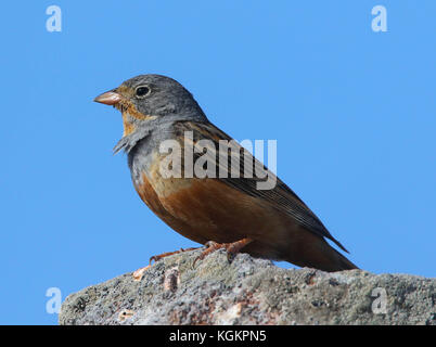 Un cretzschmars bunting posant sur un rocher sur l'île grecque de Lesbos Banque D'Images