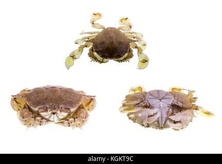 La lune, le crabe commun matuta victor, est un petit crabe tropical benthiques avec une carapace arrondie, deux longues épines latérales, couleur jaune, de nombreux bons Banque D'Images