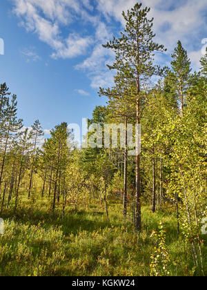 Pins sur swamp en été Banque D'Images
