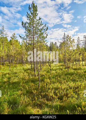 Pins sur swamp en été Banque D'Images