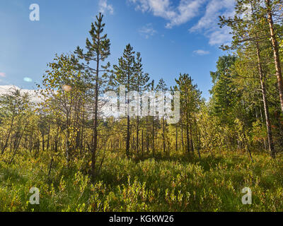 Pins sur swamp en été Banque D'Images