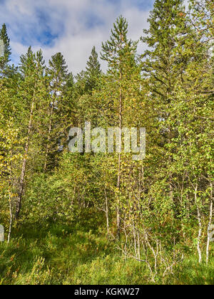 Pins sur swamp en été Banque D'Images