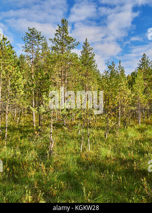 Pins sur swamp en été Banque D'Images