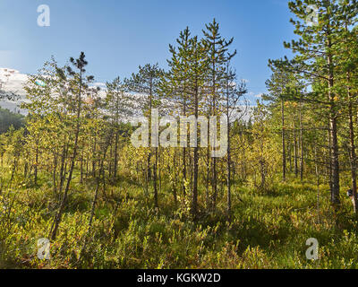 Pins sur swamp en été Banque D'Images