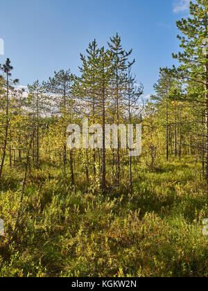 Pins sur swamp en été Banque D'Images