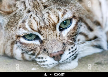 Lynx roux (Lynx rufus californicus) tête. Banque D'Images