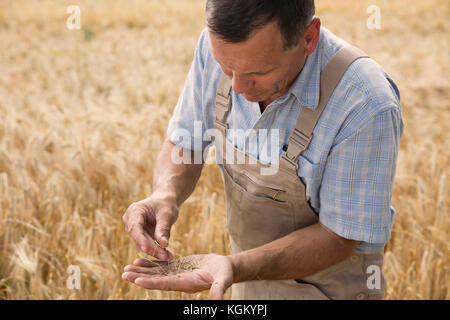 Mâle mature farmer l'examen de cultures de blé à farm Banque D'Images