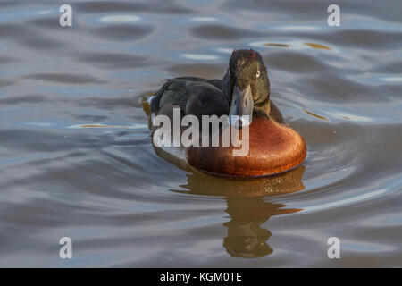 Baer Pochard à Slimbridge Banque D'Images