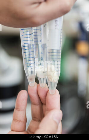 Portrait de mains foetus animal dans des tubes à essai au laboratoire Banque D'Images