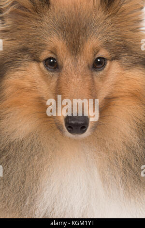 Portrait d'un chien de berger shetland Banque D'Images