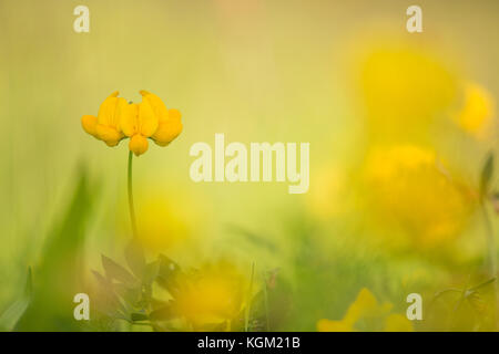 Lotier commun jaune fleurs dans l'herbe verte Banque D'Images