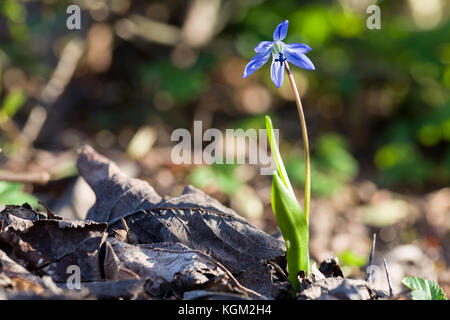 Close up de perce-neige fleur bleu printemps Scilla siberica en gros plan extrême vert et brun naturel avec l'arrière-plan flou. focus sélectif d peu profondes. Banque D'Images