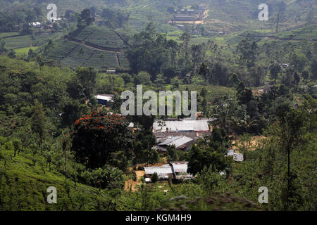 Hill Country Province de cueilleurs de thé de Sri Lanka Cottages dans Village Banque D'Images