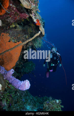 Diver sur mur vertical, Exuma, Bahamas Banque D'Images