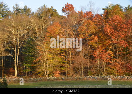 Cerf biche et faon dans fire island Banque D'Images