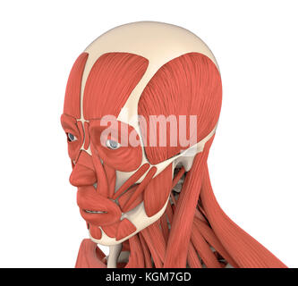 Les droits de l'anatomie des muscles du visage Banque D'Images