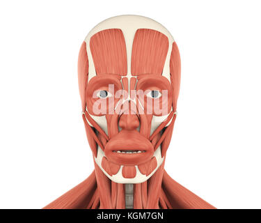 Les droits de l'anatomie des muscles du visage Banque D'Images