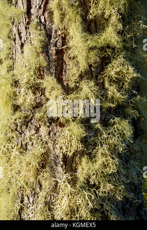 Lichen sur tronc d'arbre Banque D'Images