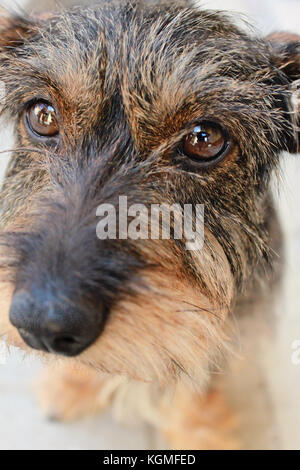 Photo en gros plan de petit chien, race teckel poil dur, selective focus Banque D'Images