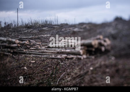 La déforestation en Suède. Banque D'Images