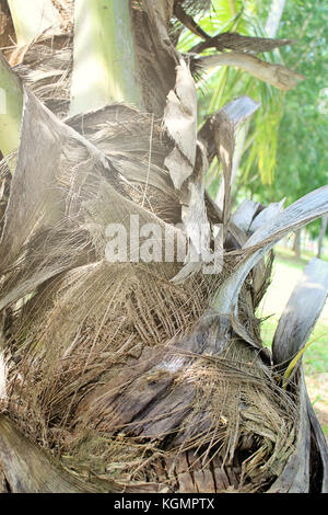 Photo en gros plan de palm tree trunk prises à Colombo, Sri Lanka Banque D'Images