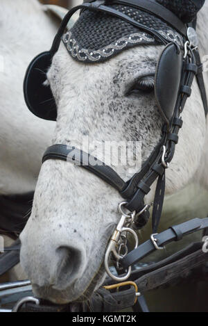 Noir et blanc cheval chariot à vienne, autriche Banque D'Images