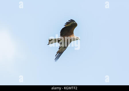 Portrait détaillé de vol de cerf-volant rouge naturel isolé (Milvus milvus), ailes propagation Banque D'Images