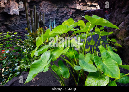 Jameos del Agua. Centre d'art, de culture et de tourisme créé par César Manrique. Haria. Île de Lanzarote. Îles Canaries Espagne. Europe Banque D'Images